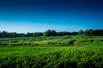 Fototapeta na wymiar Netherlands, South Holland, a lush green field