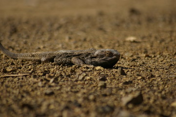 Wild Bearded Dragon lizard sunning on a dirt road in rural New South Wales, Australia