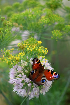 European peacock butterfly on Altaic onion in the garden on a sunny day