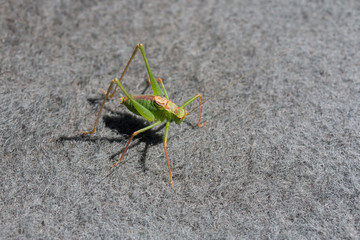 Speckled Bush Cricket Male