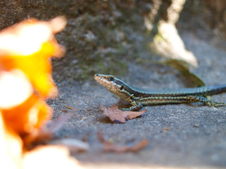 Small common wall lizard on the concrete in summer, in the foreground blur dry leaf, from Hungary, Europe. Latin name is Podarcis muralis.