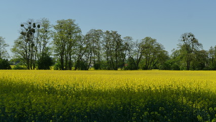 Pole rzepaku wiosną.