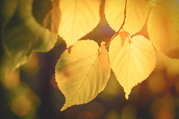 Yellow autumn aspen leaves on a branch before sunset
