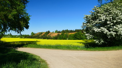 Wiosna. Pole rzepaku na terenie rolniczym koło Tarnowskich Gór. Polska.