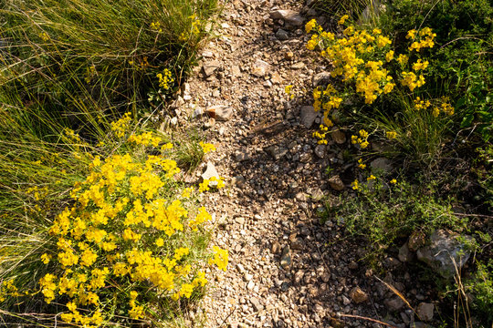 Yellow Flower Bloom La Luz Hiking Trail Albuquerque, New Mexxico, United States