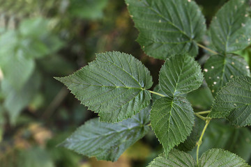 Blackberry leaves in the forest