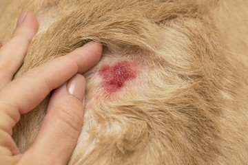 An open dermatologic wound in the dog.