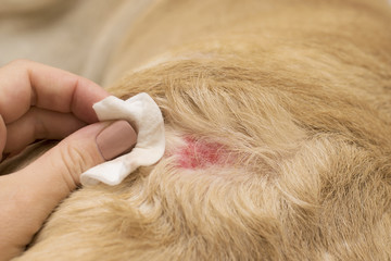 Dermatological allergy in dogs.
