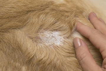 Application of medicine to the skin of a dog. Treatment of dermatological diseases.
