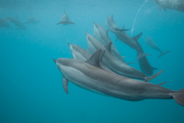 Fototapeta premium Swimming with a pod of dolphins in beautiful blue tropical water