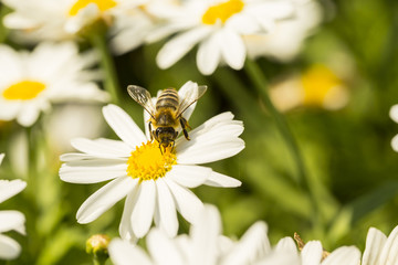 pszczoła na kwiatku-zbiór pyłku - obrazy, fototapety, plakaty