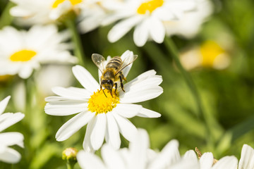 pszczoła na kwiatku-zbiór pyłku