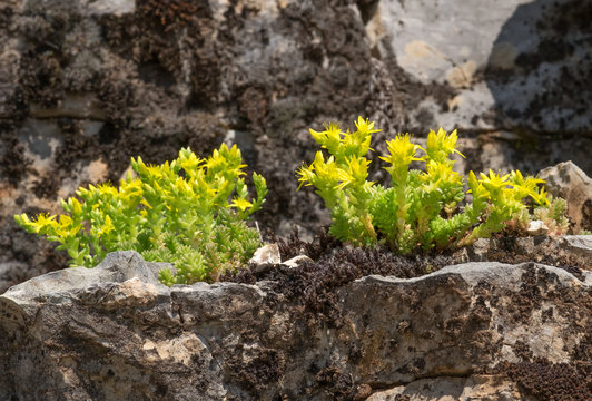 Bl&uuml;hender Mauerpfeffer, Sedum acre, 18092.jpg