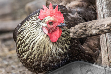  black chicken in the courtyard of a rural farm