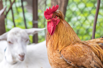  big handsome rooster walking through the farmyard yard