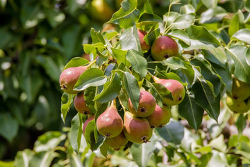  ripening red pear on a tree in the garden