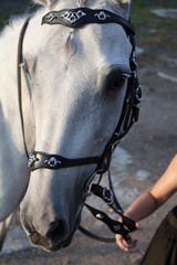 Animals. Horse. The face of a beautiful white horse in a bridle with a silver ornament and women's hands