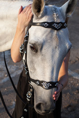Animals. Horse. The face of a beautiful white horse in a bridle with a silver ornament and women's...