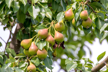  ripening red pear on a tree in the garden