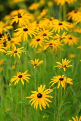 Rudbeckia fulgida, the orange coneflowers or perennial coneflowers