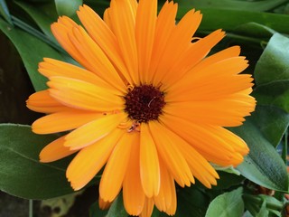 Orange flower