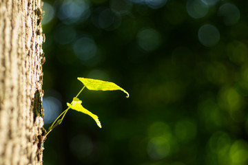 New leaf birth in early spring.