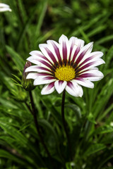 Obraz premium Variegated Daisy