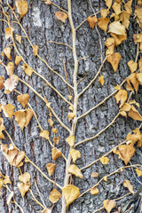 Dry dead climbing plant on a tree trunk, natural tree bark background