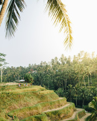 Fototapeta premium Bali rice terraces at sunset