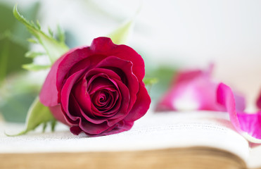 Red rose on a vintage book - romance, love concept for Valentine's day