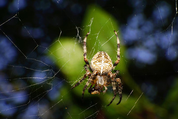 Close-up of universal spider Araneus diadematus with prey