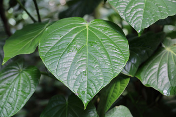Thick juicy leaf of a large green plant

