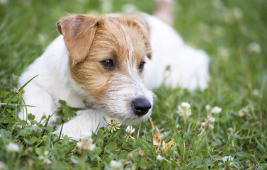 Pet care concept - happy healthy  jack russell terrier dog puppy lying in the grass