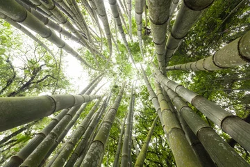 Crédence de cuisine en verre imprimé Bambou Fond de forêt de bambous frais et verts