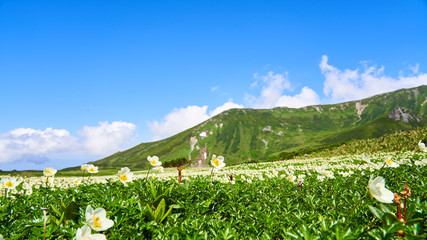 裾合平のチングルマ