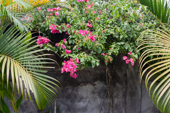 Close-up of green palm leaves and garden flowers on the gray textured wall background