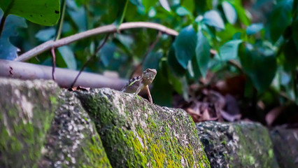 A wild lizard waiting above the rocks, hunting for it's prey.