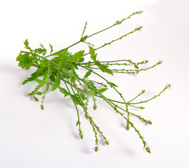 Verbena officinalis, the common vervain or common verbena. On white background