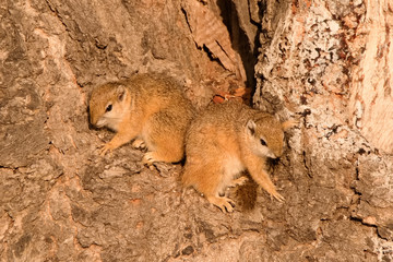 Tree Squirrels seeking the sunshine to obtain respite from the cold winter morning 