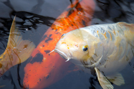 Koi im Teich