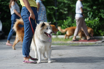 Mixed breed dog sitting side by side with his owner