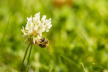 pszczoła na kwiatku-zbiór pyłku
