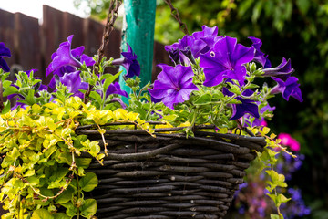 Beautiful, dark violet petunia in hanging basket, home garden