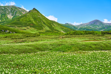 裾合平のチングルマ