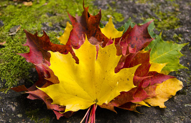 Autumn concept. Colorful autumn maple leaves lie on a stone covered with moss. Bouquet of leaves, red, yellow, green. Very cozy.