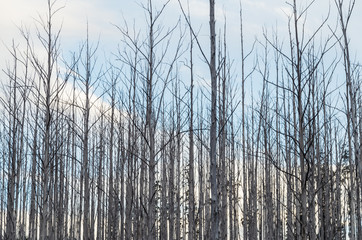 Burnt and dead eucalyptus trees on a hillside above Marysville.