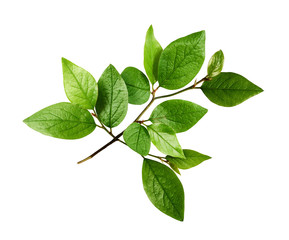 Twig with fresh green leaves