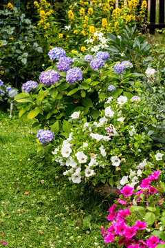 Beautiful, Summer flowers in the home garden, blue hydrangeas and petunias
