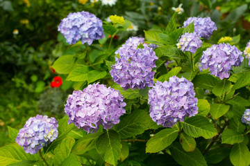 Beautiful, blue hydrangea bush in blossom in home garden