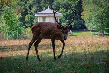 Wildtiere 